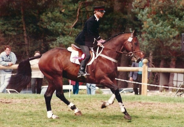 Bolero De Brecey  - French Stallion